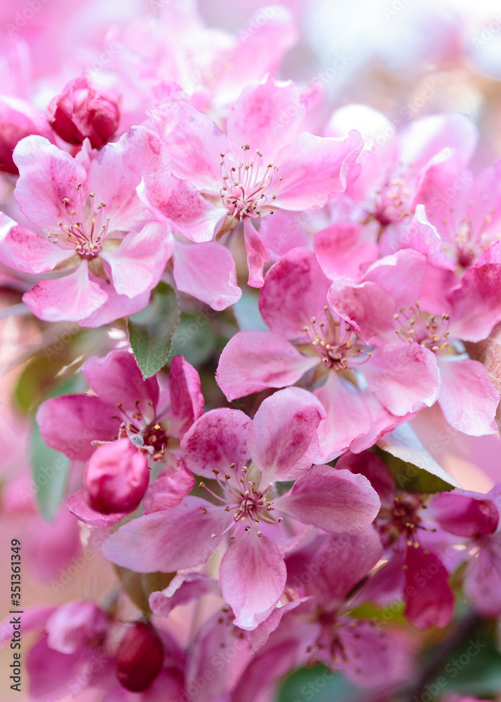 Macro photo of blossoming pink cherry flowers on a branch. Concept of the fresh air in spring garden. Macro photo of blossoming pink cherry flowers on a branch. Concept of the fresh air in spring garden.