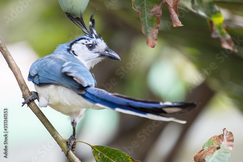 A white-throated magpie-jay (Calocitta formosa) in lowland tropical forest, Nicaragua, Central America photo