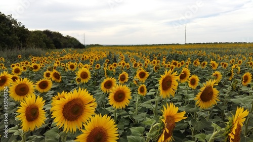 Sunflowers