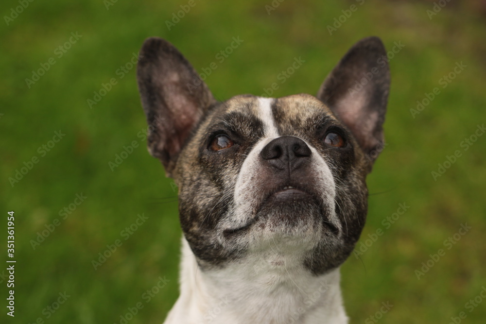 Head of a Chibull, cross between French bulldog and chihuahua. 