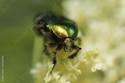 Cetonia aurata im Sonnenschein, Käfer, gold, glänzend, grün, schimmern