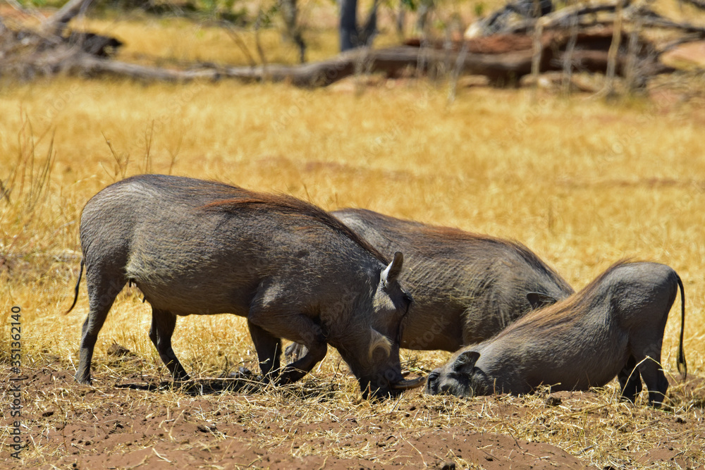 Fototapeta premium Warthogs