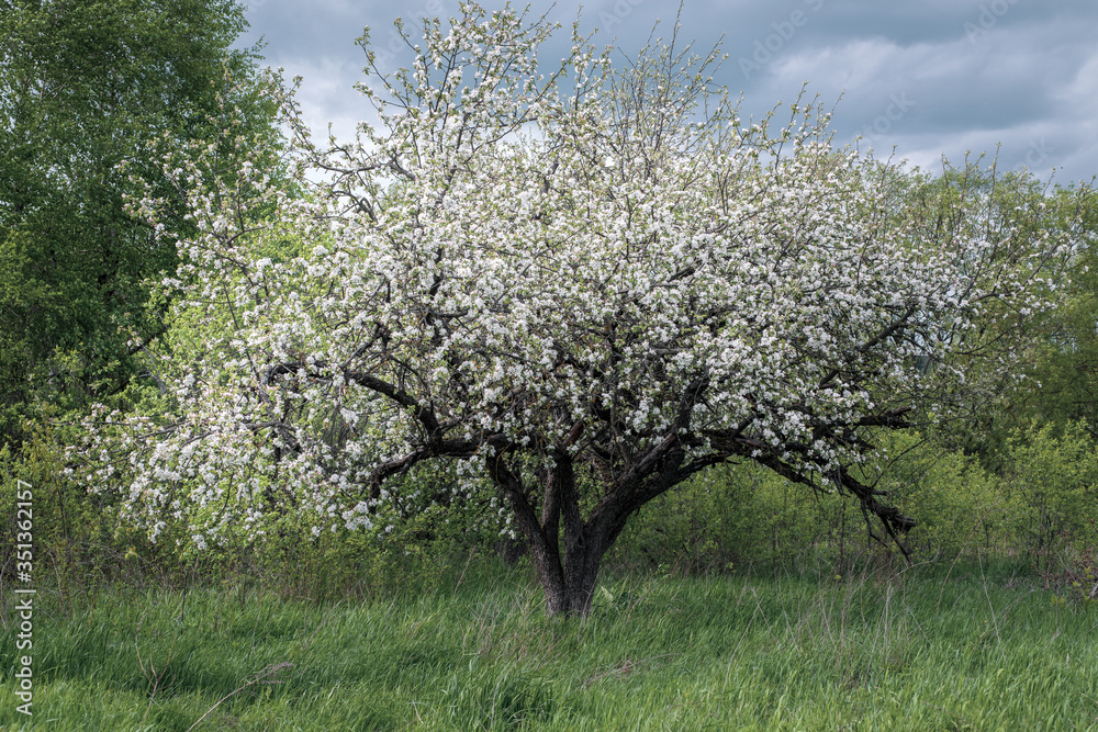Spring time in the Belarusian village. Blooming white flowers lonely apple tree. Stormy sky with clouds. Spring time in the Belarusian village. Blooming white flowers lonely apple tree. Stormy sky with clouds.