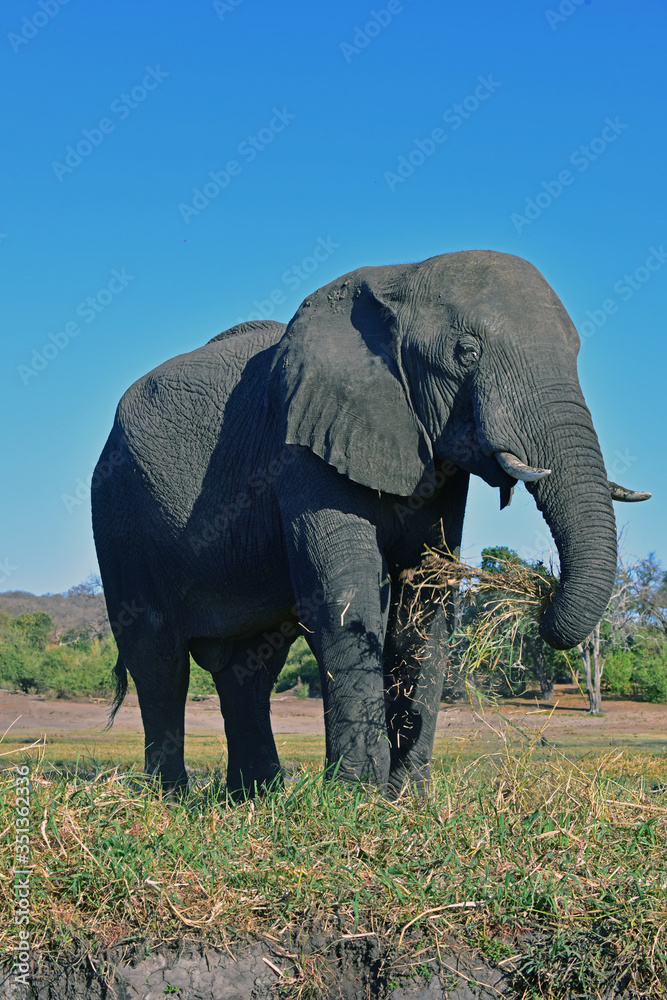 Fototapeta premium Elephant Snack
