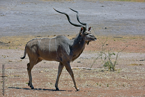 Kudu