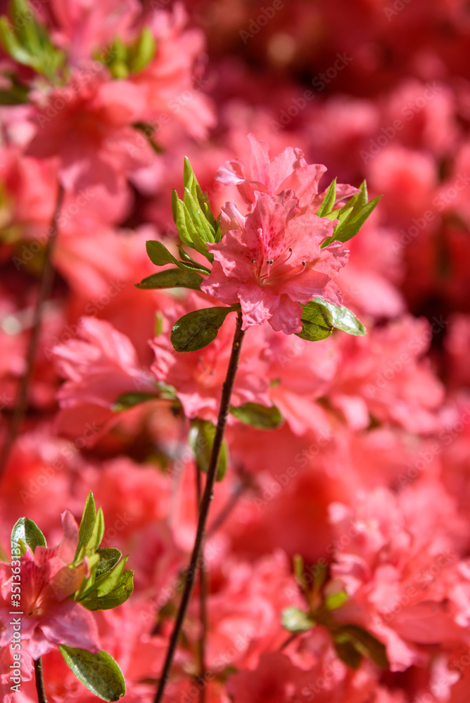 Azalea bush covered in salmon colored blooms, as a nature background
