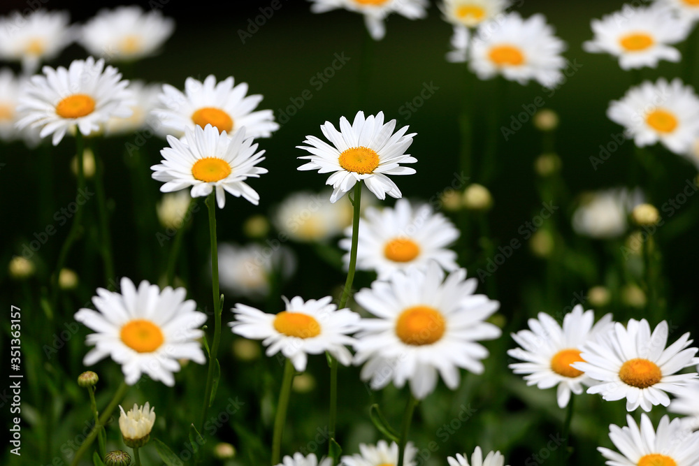 Daisy Flowers in Grayson, GA