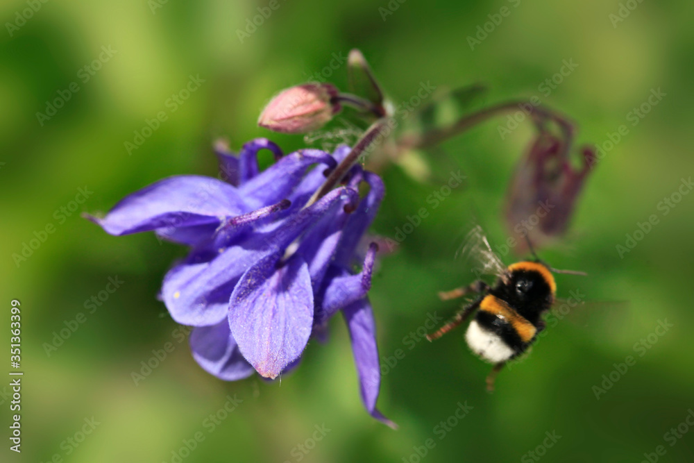 Bee flying over flower in garden Bee flying over flower in garden
