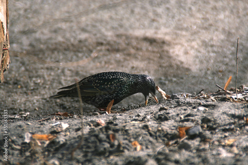 Black starling looking for food © Aleksandr