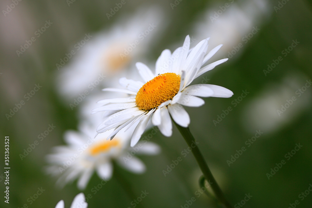 Fototapeta premium Daisy Flowers in Grayson, GA