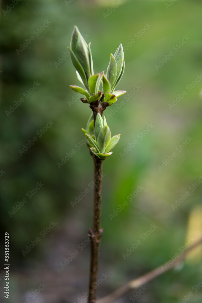 Fototapeta premium detail of small leaves