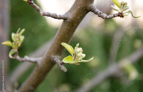 Valokuva detail of buds of apple tree