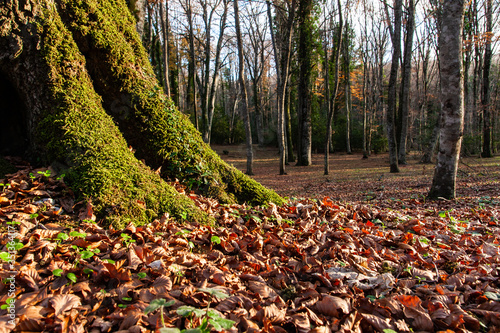 Billede på lærred Autumn landscapes in the Umbra forest within the Gargano National Park