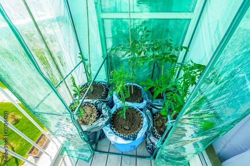 Close up view of tomato plants in greenhouse on balcony. Garden on balcony. Healthy eating concept. Hobby and free time concept.
