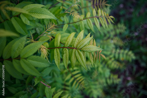 кусты,bushes,