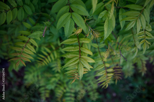 кусты,bushes,