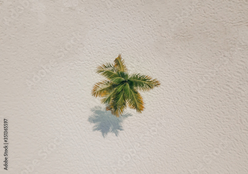 palm tree in the sand