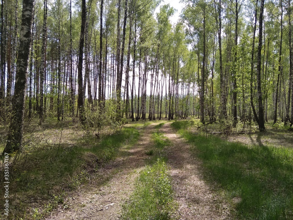 Fototapeta premium forest road in a birch grove