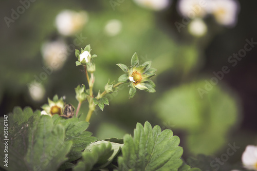 Strawberry plants forming flower buds within their crowns