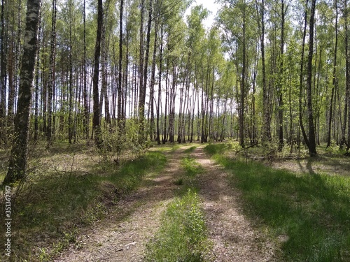 forest road in a birch grove