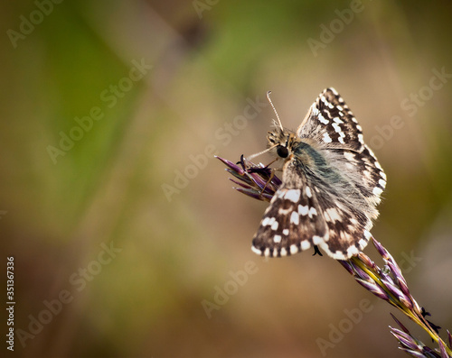 macro butterfly with wings spread