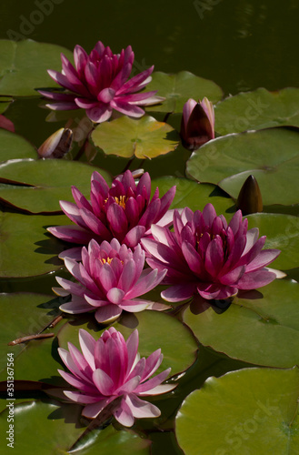 Tableau sur toile Red Water Lily Flowers (Nymphaea Attraction)