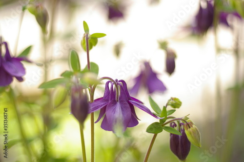 
purple orchid flowers in the sunlight