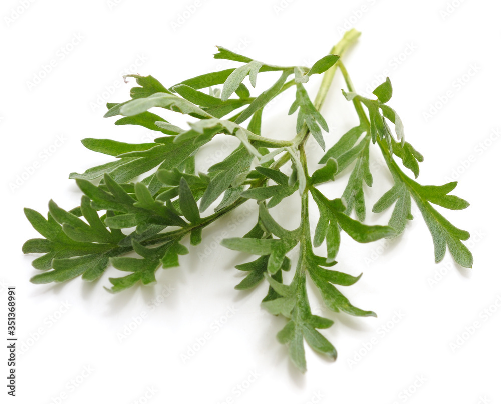 Leaves of wormwood. Leaves of wormwood.