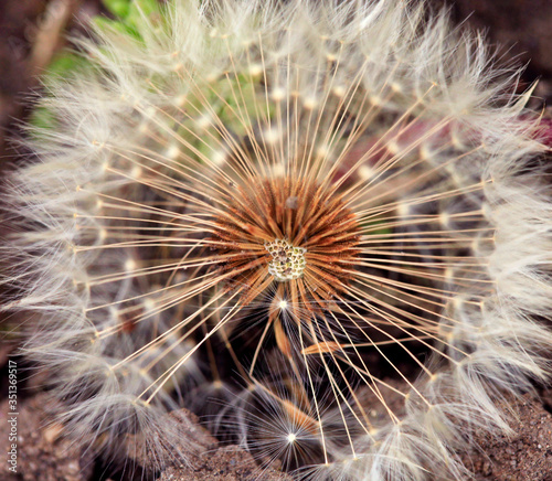 White dandelion on nature background