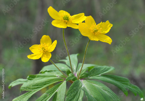 Fototapeta Naklejka Na Ścianę i Meble -  Spring in the forest blooms anemone yellow (Anemone ranunculoides).