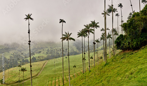 The coconut valley is an excellent tourist site in the coffee axis of Colombia, there are horseback riding, hiking, sport fishing, nature, and abounds the wax palm (ceroxylon quindiuense)