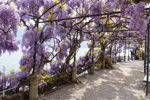 Italien, Lombardia, Tremezzina, Botanischer Garten mit einer Pergola aus Japanischem Blauregen photo
