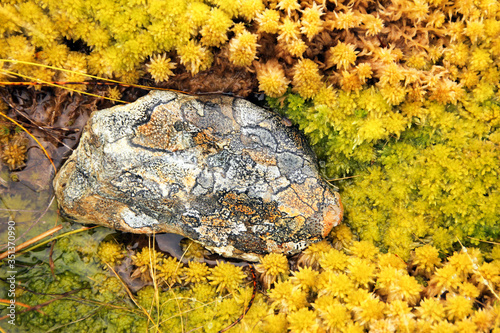 Neuseeland, Southland, Fiordland National Park, gemusterter Stein im gelbgrünen Moos photo