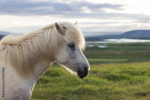 Island, Suðurland, Ein Pferd, das einmal Island verlassen hat darf nie wieder zurück. In Deutschland gibt es mehr Islandpferde, als in Island selbst photo