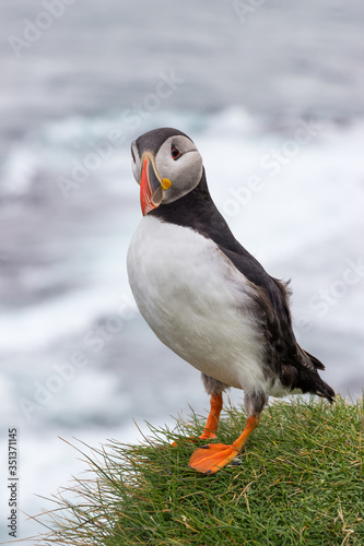 Island, Vesturbyggð, Hier kann man die Puffins (Papageientaucher) bewundern photo