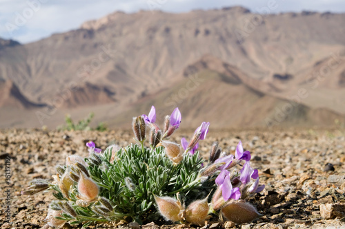 Tajikistan, Nahaufnahme einer Blume in der Einöde photo