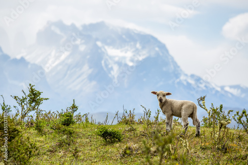 Chile, Región de Magallanes y de la Antártica Chilena, Ultima Esperanza, Torres del Paine, Patagonien, wilde Natur, ein kleines Lamm im Hintergrund das Bergmassiv photo