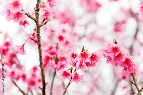 Japan, Okinawa-ken, Nakagami-gun, Kirschblüten auf Okinawa, dunkle Kirschblüte, Sakura photo