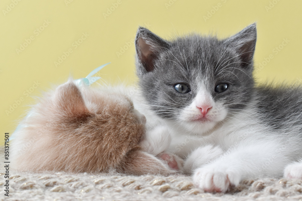 A pair of cute kittens lie on a knitted litter