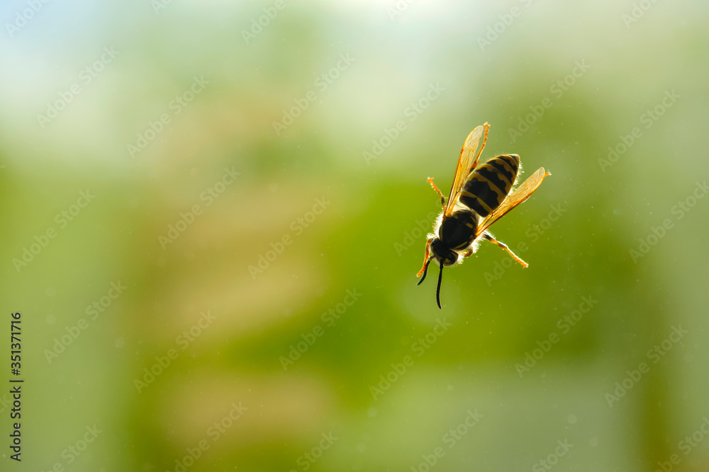 Fototapeta premium A wasp sits on a glass on a background of green trees. The wasp after waking up flew into the apartment. danger - wasp can sting a person or a pet in the summer
