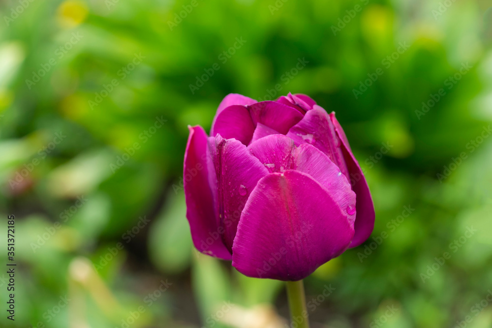 Purple Tulip with dewdrops on its petals close up on a green background