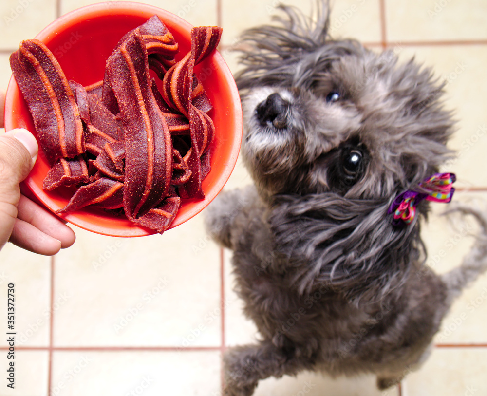Funny dog hungry with bacon snack. Dog concept with focus