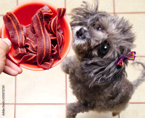 Funny dog hungry with bacon snack. Dog concept with focus selective