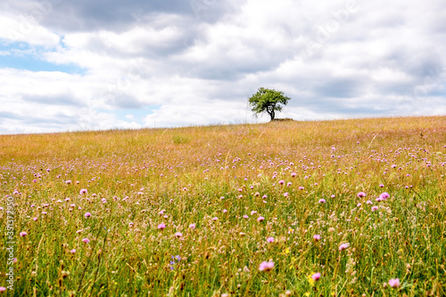 Deutschland, Brandenburg, Boitzenburger Land, Auf Fahrradtour um Thomsdorf in der Uckermark, Ein einsamer Baum im Feld photo