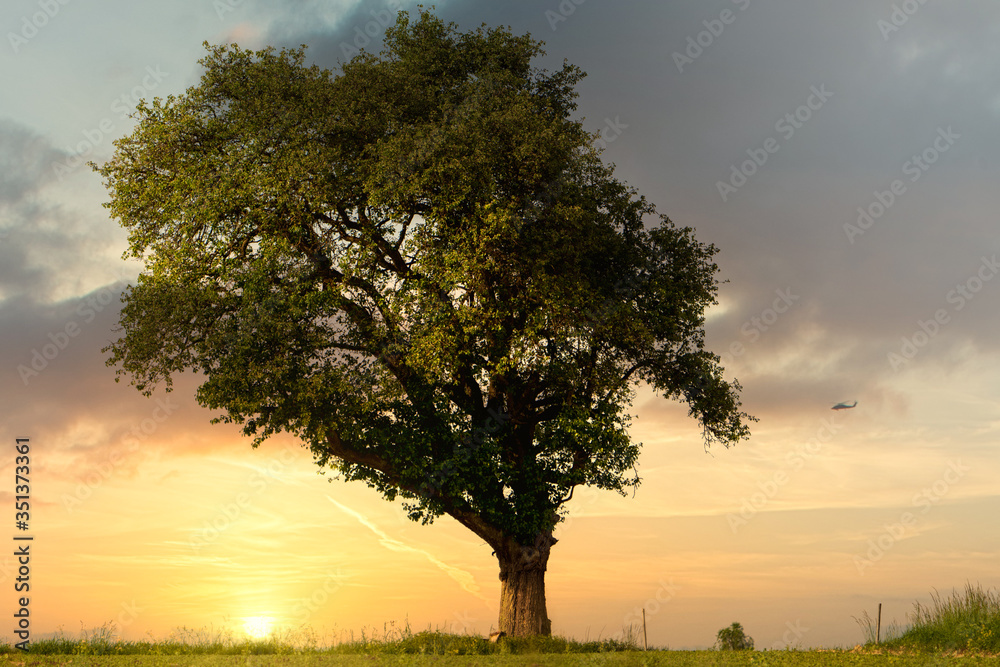 Obraz premium Baum mit Sonnenuntergang