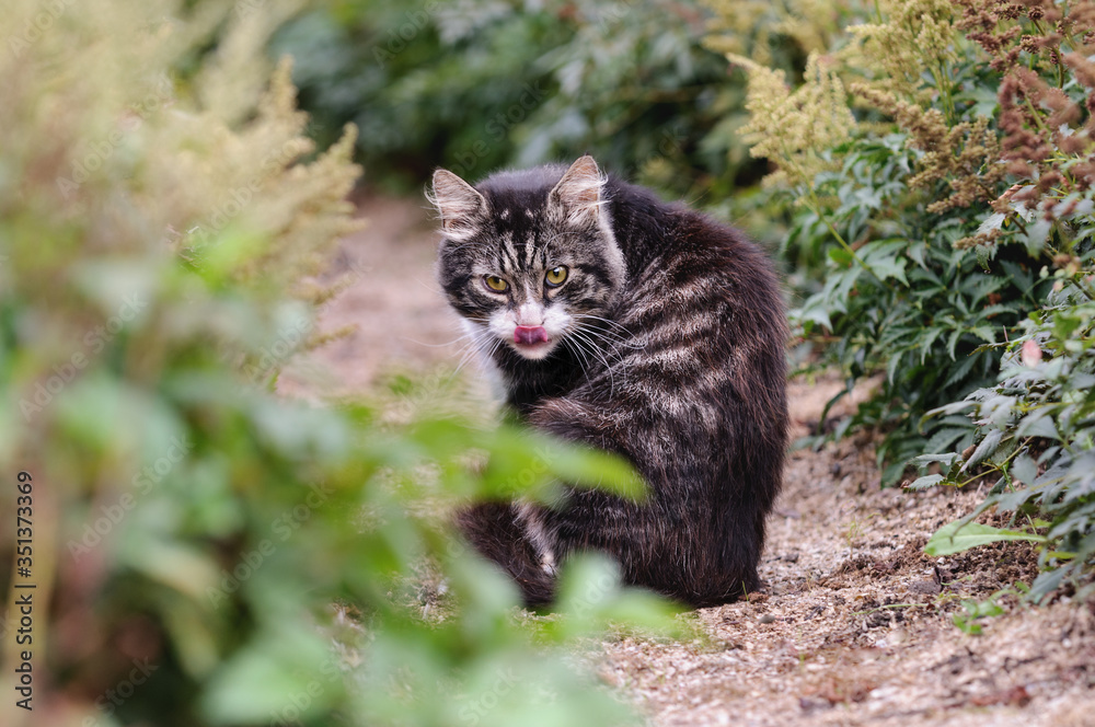 Funny cat sits with its tongue hanging out. Summer or fall. Blurred foreground and background.