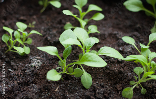 petunia seedling in open soil close up