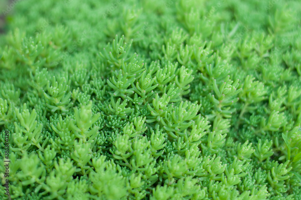 close up fresh crassula tiny plants outdoor close up fresh crassula tiny plants outdoor
