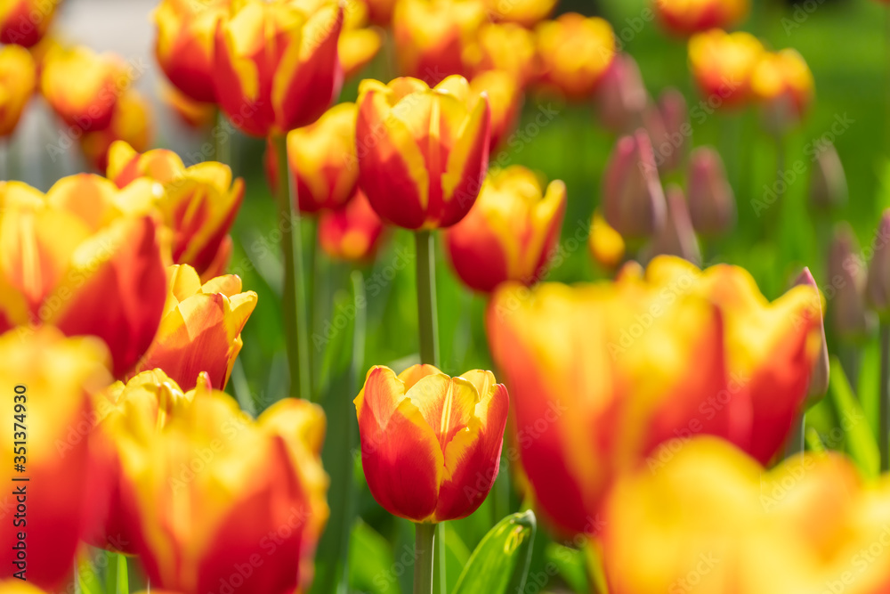 Obraz premium Many beautiful bright yellow-red tulips close-up. Flower background