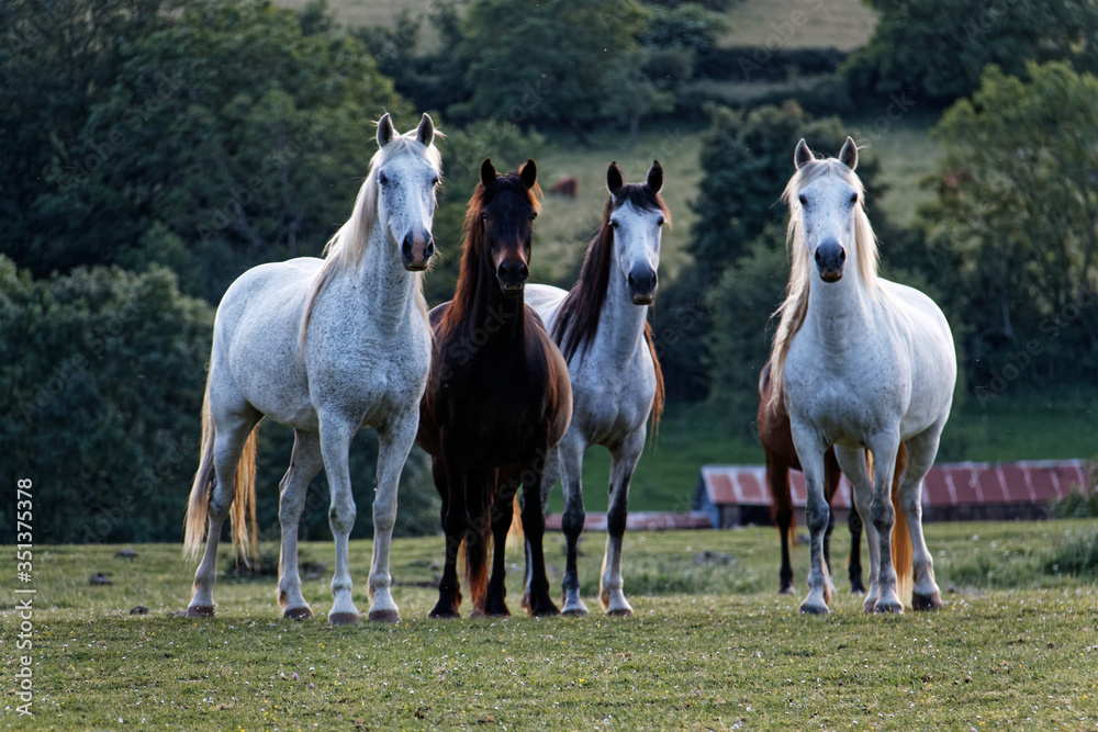 Obraz premium horses on the meadow
